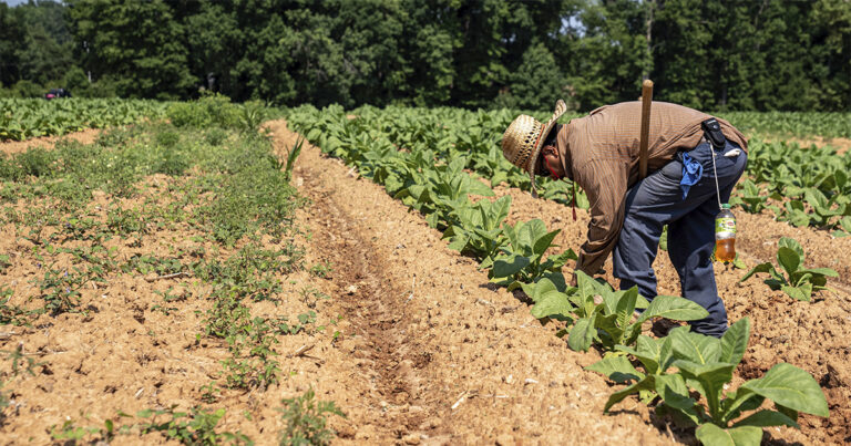 Agronegócio Gera 28,4 Milhões de Empregos e Representa 26,3% do Mercado de Trabalho no Brasil