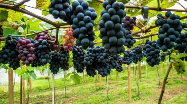 Espírito Santo Mapeia Áreas Promissoras para Uva de Inverno e Vinhos Premium