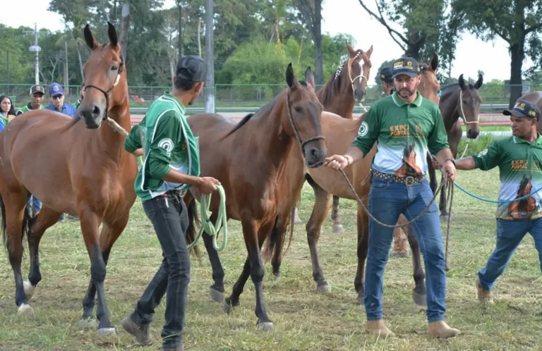 Expo Portal 2026: O Maior Evento de Pecuária Equestre da Bahia