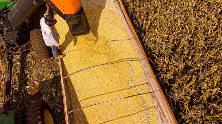 Mato Grosso: Líder no Agronegócio com Previsão de R$ 206 Bilhões em 2026