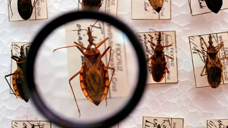Circulação Silenciosa da Doença de Chagas em Salvador: Estudo Revela Presença do Parasita em Cães Urbanos Circulação Silenciosa da Doença de Chagas em Salvador: Estudo Revela Presença do Parasita em Cães Ur