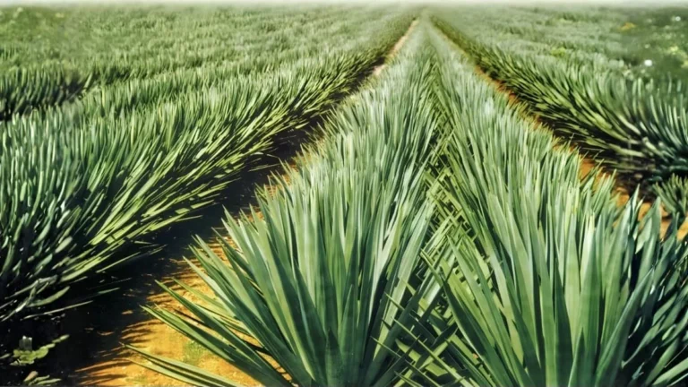 Investimentos Bilionários Transformam o Semiárido Nordestino em Polo da Economia Verde Investimentos Bilionários Transformam o Semiárido Nordestino em Polo da Economia Verde